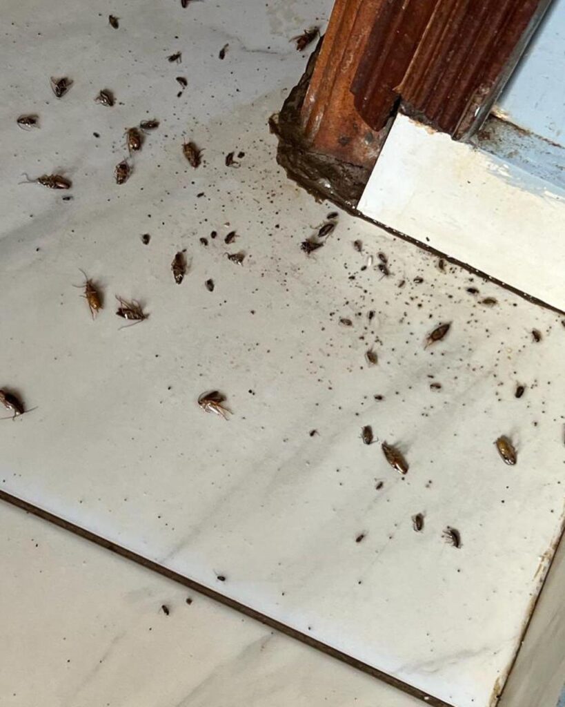 German cockroach on a tiled kitchen surface