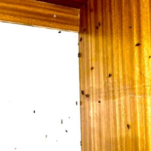 Cockroach infestation inside kitchen cabinets requiring professional Cockroach Pest Control